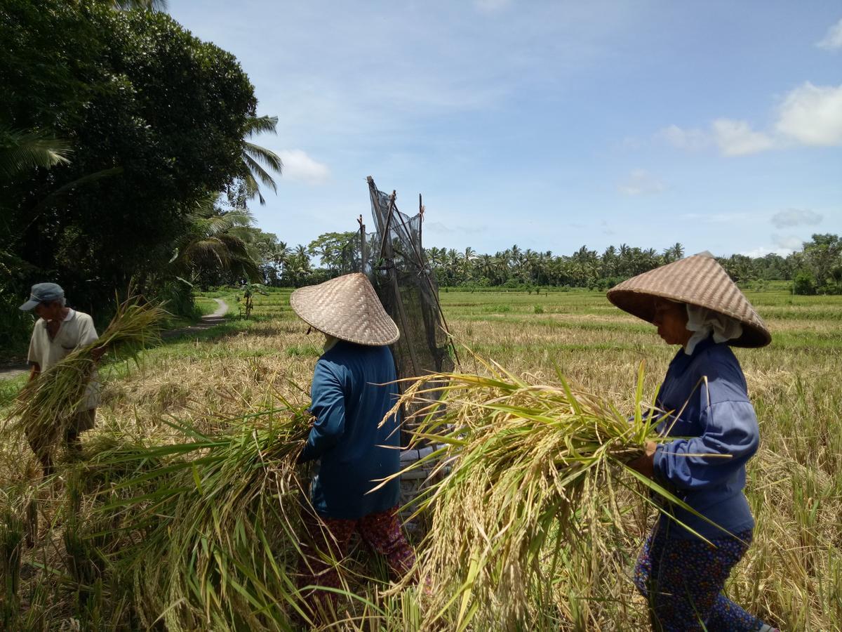 Amara Giri I Villa Ubud Eksteriør billede
